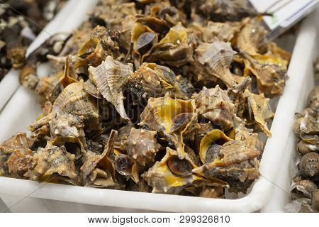 Mediterranean Sea Snail Conch Shells, Traditional Seafood Canailla In Spanish