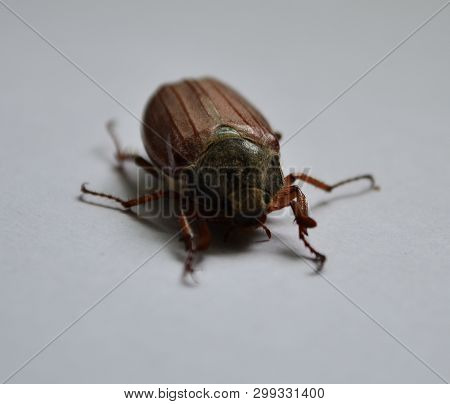 Big Spring May Beetle On A White Background