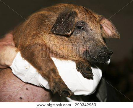 Side View Portrait Closeup Of A Pink Colored Yoiung Pig Sow