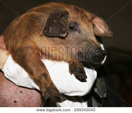 Side View Portrait Closeup Of A Pink Colored Yoiung Pig Sow
