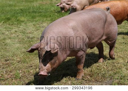 Side View Portrait Closeup Of A Pink Colored Yoiung Pig Sow