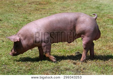 Side View Portrait Closeup Of A Pink Colored Yoiung Pig Sow