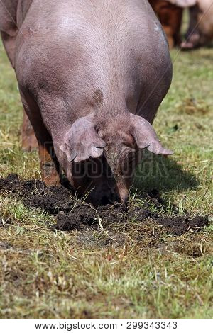 Side View Portrait Closeup Of A Pink Colored Yoiung Pig Sow