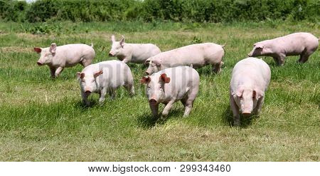 Side View Portrait Closeup Of A Pink Colored Yoiung Pig Sow