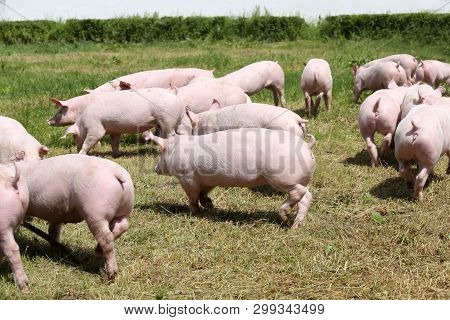 Side View Portrait Closeup Of A Pink Colored Yoiung Pig Sow