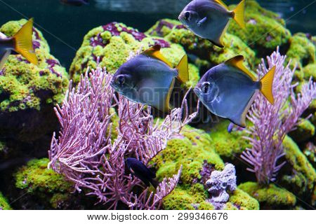 Silver Moonfish Among The Coral Gorgonaria. Underwater World,
