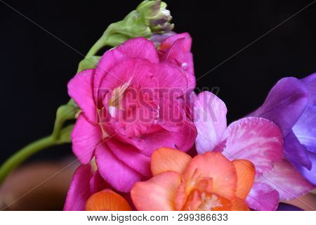 Very Nice Colorful Freesias Close Up In The Sunshine