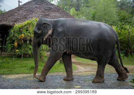 The Hard Work Of Thai Elephants, Sad Eyes.