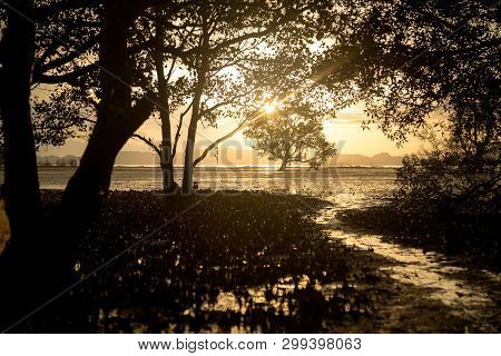 Sunset Scene When Low Tide Time With Mangrove Forest In Frame And Silhouette Picture