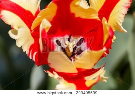 Red And Yellow Featherd Parrot Spring Tulip Flower