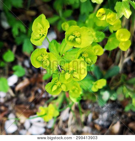 Euphorbia Serrata - Spurge In The Forest