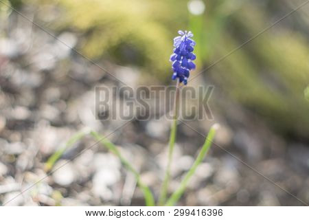 Blurred  Macro Of Spring Blue Flowers (muskari)