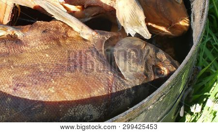 Fish Smoking Process For Home Use. Hot Smoked Fhish. Close Up Smoking Process Fish In Smoking Shed F