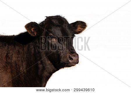 Angus Calf Head And Neck - Isolated.