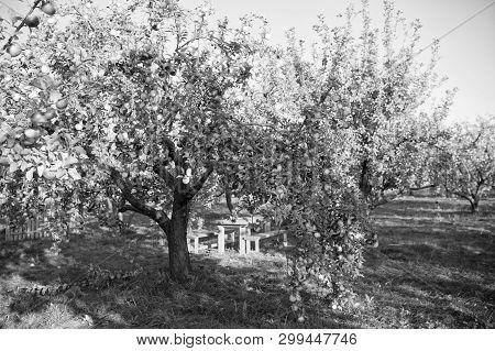 apple garden bags