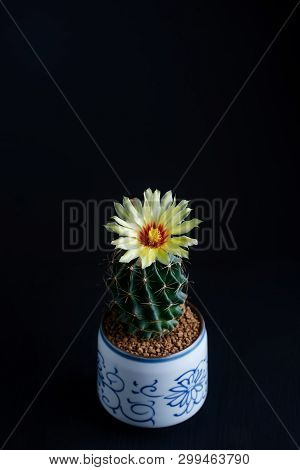 Close Up Yellow Flower Of Hamatocactus Cactus In Ceramic Pot