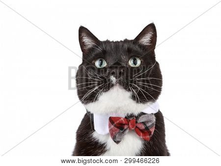 Black and White tuxedo cat wearing a bowtie