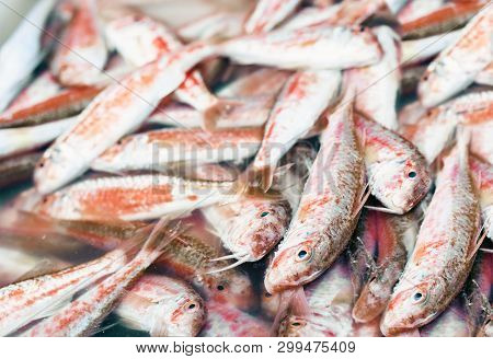 Fresh Fish  Red Mullet For Sale In The Fish Market Pescheria Of Catania, Sicily, Italy