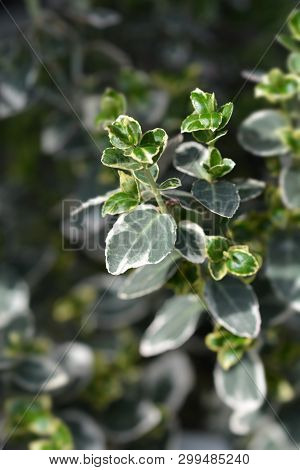Wintercreeper Emerald Gaiety - Latin Name - Euonymus Fortunei Emerald Gaiety