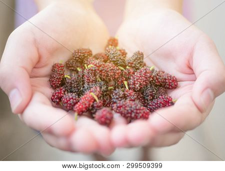 Fresh Mulberries Fruit On Woman Hand, Close Up.