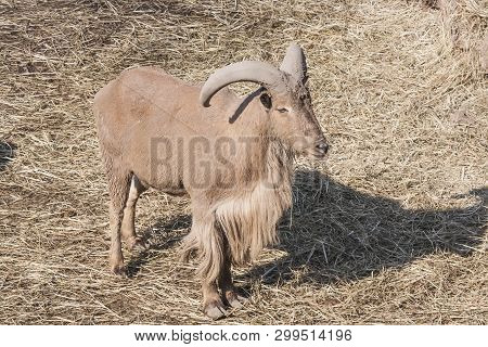 Big Wild Mountain Goat In The City Zoo