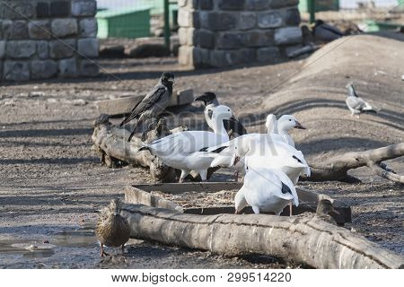 Wild swans and ducks in the city zoo in search of food