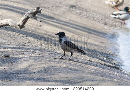 Sick Wild Crow On The River Bank In Search Of Food