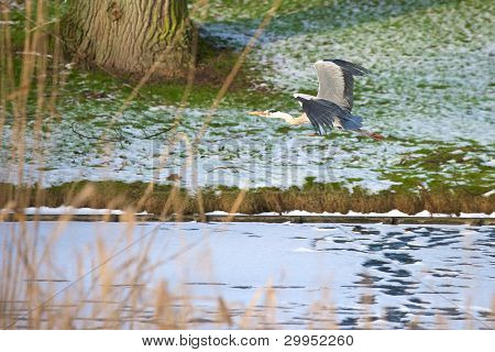 Heron