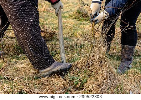 Women Dig The Stock In The Forest To Plant It In The Home Garden.