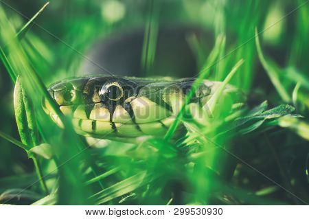 Head Of A Snake Close-up. Poisonous Reptile Crawling In The Grass Of Meadows In Spring