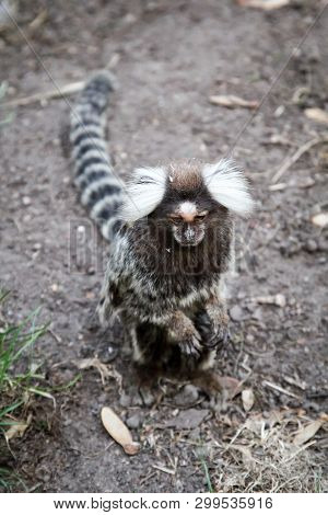 Close Up Of A Common Marmoset (callithrix Jacchus)