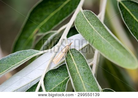 Close-up Of A Butterfly, Rambling On A Plant