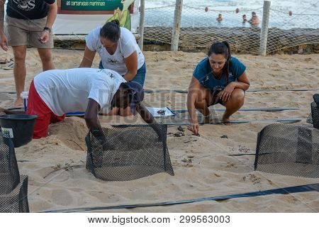 Praia Do Forte, Brazil - 31 January 2019: People Observing Turtles On Project Tamar Tank At Praia Do