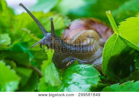 The Beautiful Macro Shot Of  Funny Inquisitive Snail Doing His Slow Stroll Among The Vivid And Brigh