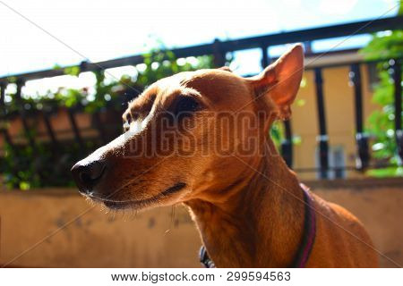 Young Specimen Puppy Dog ​​breed. Pet In The Terrace Of The House Where He Lives Proud. Female Zwerg