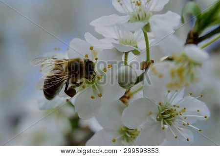 Spring; Flowers, Bees And Other Pollinaters Everyhere