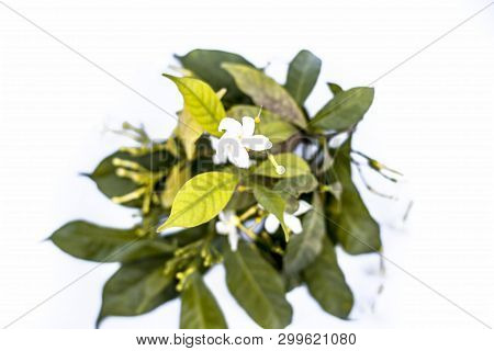Close Up Of Indian Jasmine Flowers Or Juhi Flower Isolated On White.