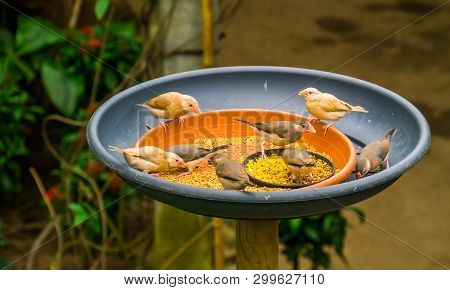 Small Tropical Birds Sitting In A Feeding Tray Eating Seeds, Bird Feeding Solutions, Keeping And Tak