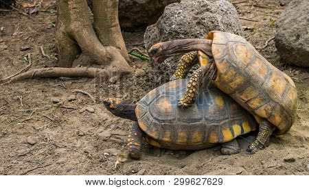 Couple Of Yellow Footed Tortoises Mating During Breeding Season, Vulnerable Reptile Specie From Amer