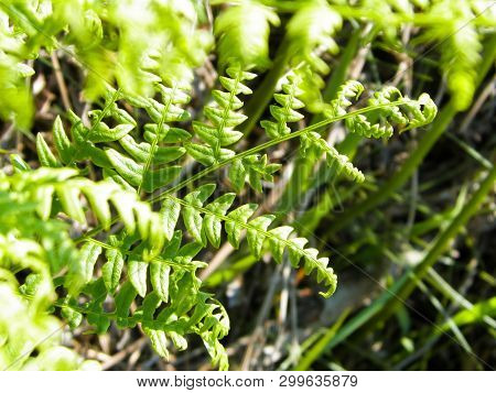 Close Up Of Green Leaves Of Green Fern (polypodiopsida Cronquist) . Nature Background, Floral Concep