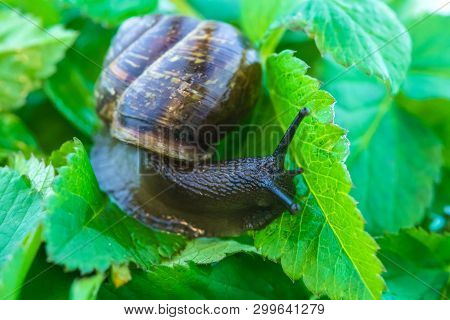 The Beautiful Macro Shot Of  Funny Inquisitive Snail Doing His Slow Stroll Among The Vivid And Brigh