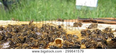 A Dense Cluster Of Swarms Of Bees In The Nest. Working Bees, Dro