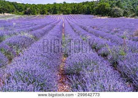 Lavender Of Provence, Summer Fields With Blossoming Purple Lavender Plants In Van De Sault, Vaucluse