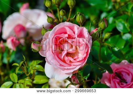 Flower Of A Bedrose Called 