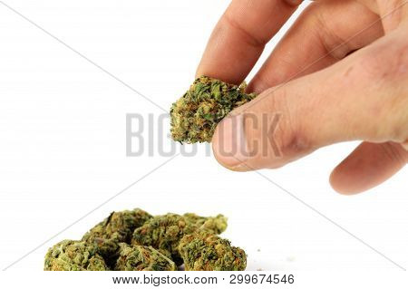 Handling Weed Buds