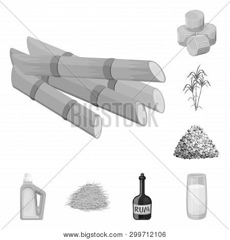 Vector Illustration Of Sugarcane And Cane Icon. Set Of Sugarcane And Field Vector Icon For Stock.