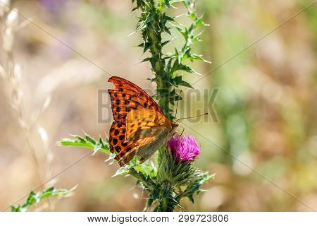Close-up Of A Butterfly, Rambling On A Plant