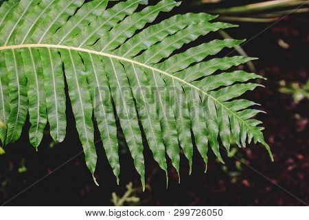 Close Up View Of Green Fern. Blurred Background.texture For Wallpaper Or Web Banner.
