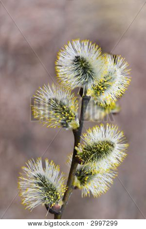 Pussywillows