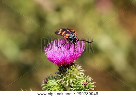 Close-up Of A Butterfly, Rambling On A Plant